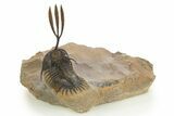 Trident Walliserops Trilobite - Exceptional Preparation #320855-3